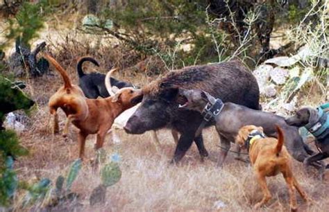 Perros de caza jabali